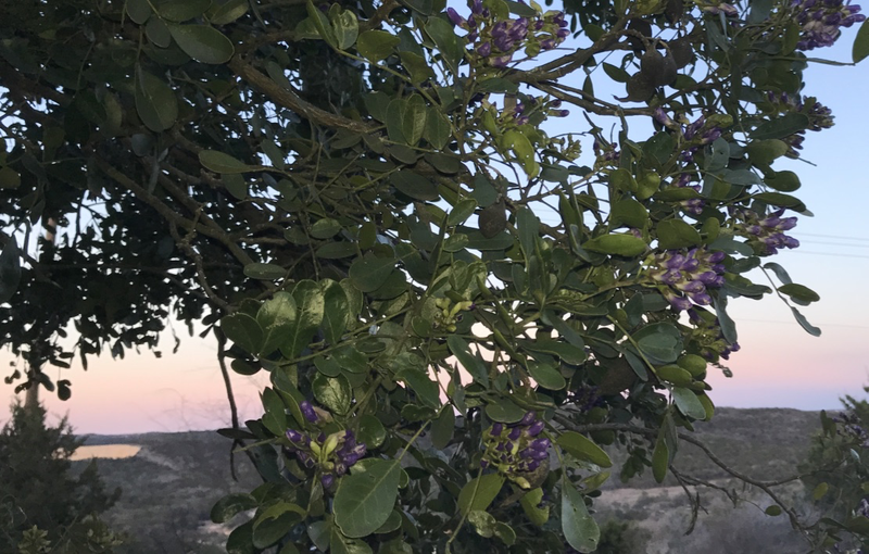 First blooms on the mountain laurels in late February.